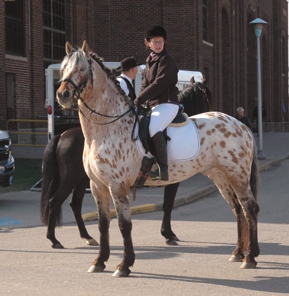 Jordan Mn Horse Show at Margaret Fisher blog